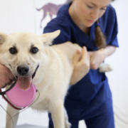 Hund hos Vetsentrum dyreklinikk