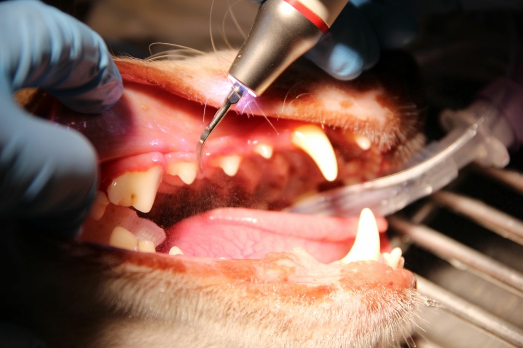 Tannkontroll av hund, tannrens, tannsjekk