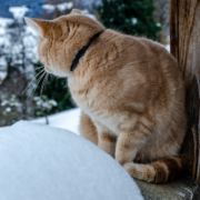 frostskader, katt, snø
