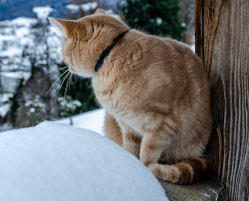 frostskader, katt, snø