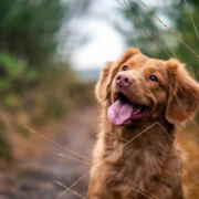 glad hund, blodonor