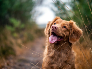 glad hund, blodonor