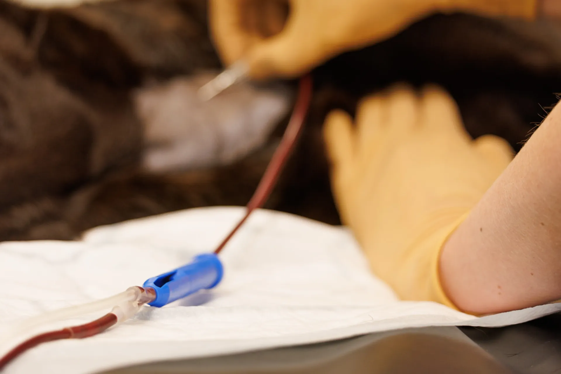 bloddonasjon, bloddonor, hund