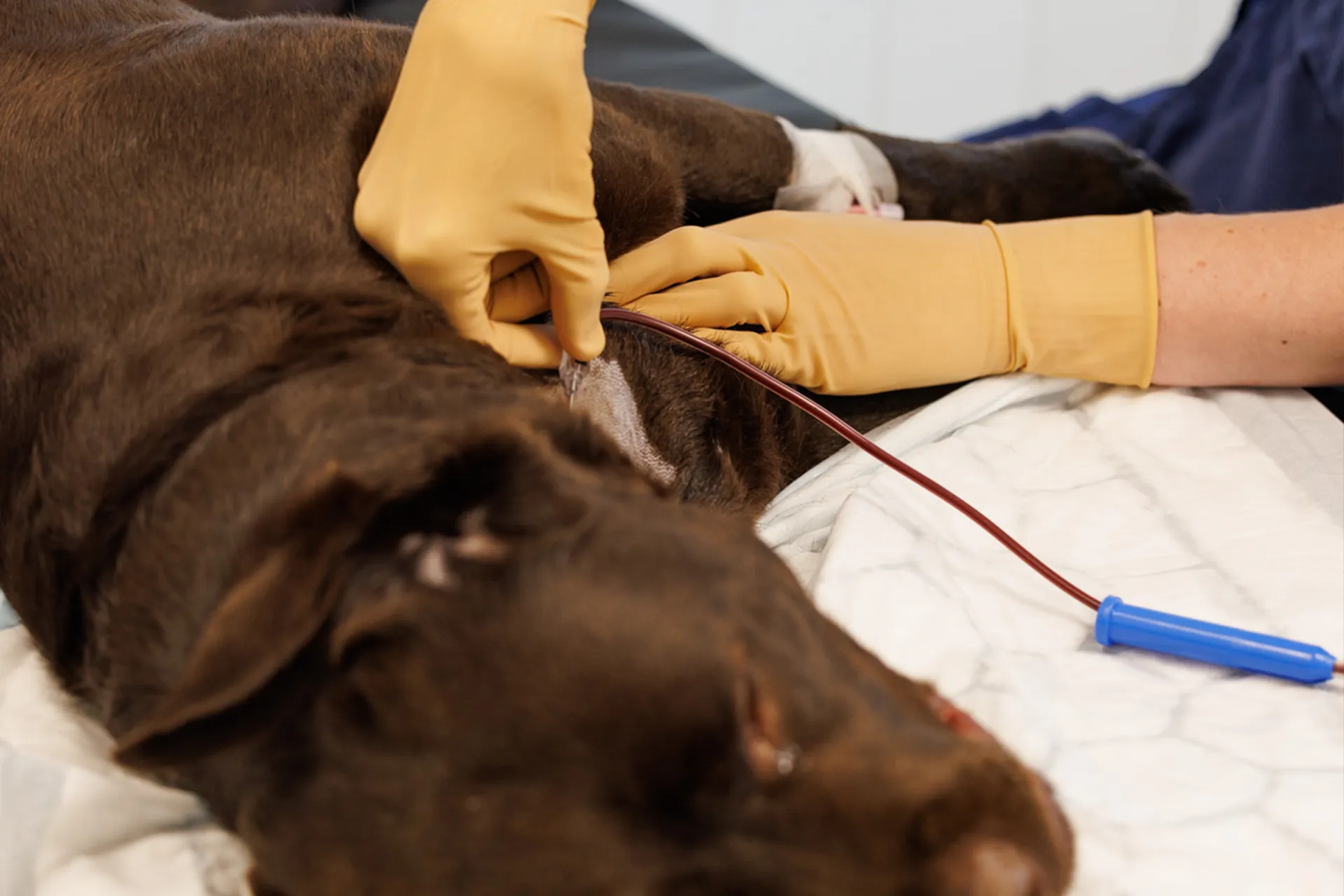 bloddonasjon, bloddonor, hund