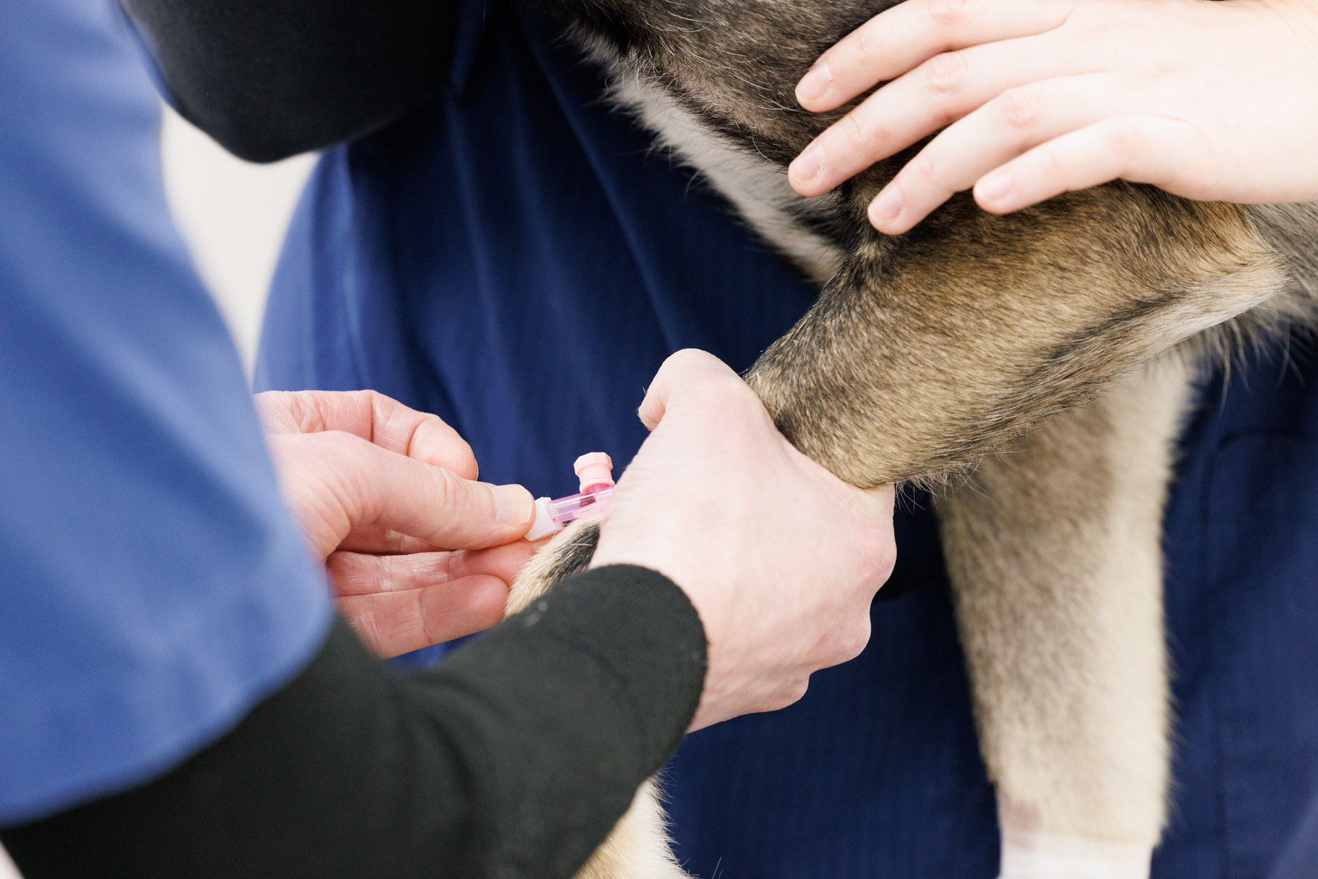 hund, væskebehandlig, soppforgiftning, veterinær