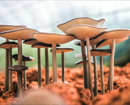 Soppforgiftning 3 sopp i skogen