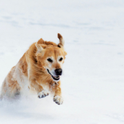 hund som koser seg i snøen