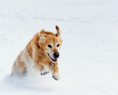 hund som koser seg i snøen