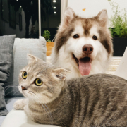 ID-merking, Katt og hund som er id-merket