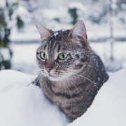 Katt ute i kulden, snø