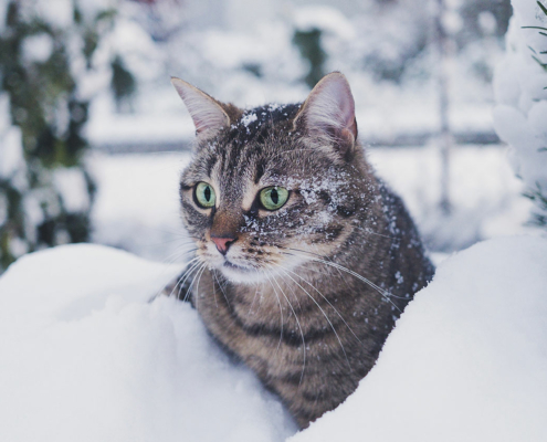 Katt ute i kulden, snø