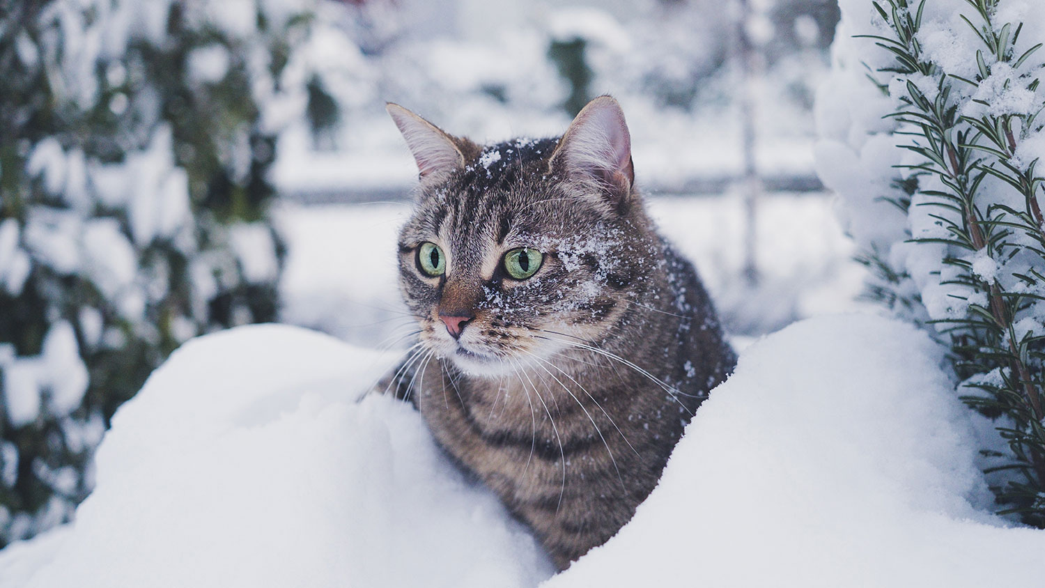 Katt ute i kulden, snø