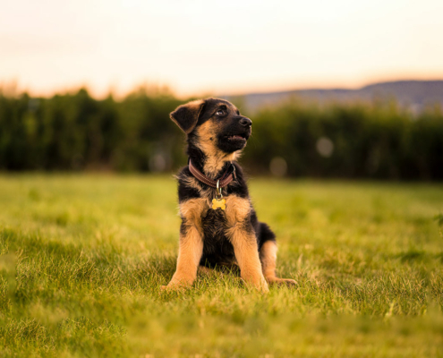 Unghundkontroll ved 6 måneder 2 valp