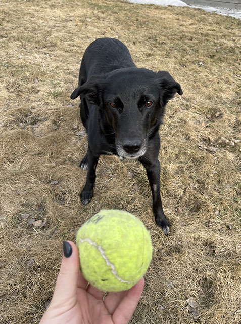 Hunden Aria leker med tennisball