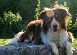 hund, sol, heteslag