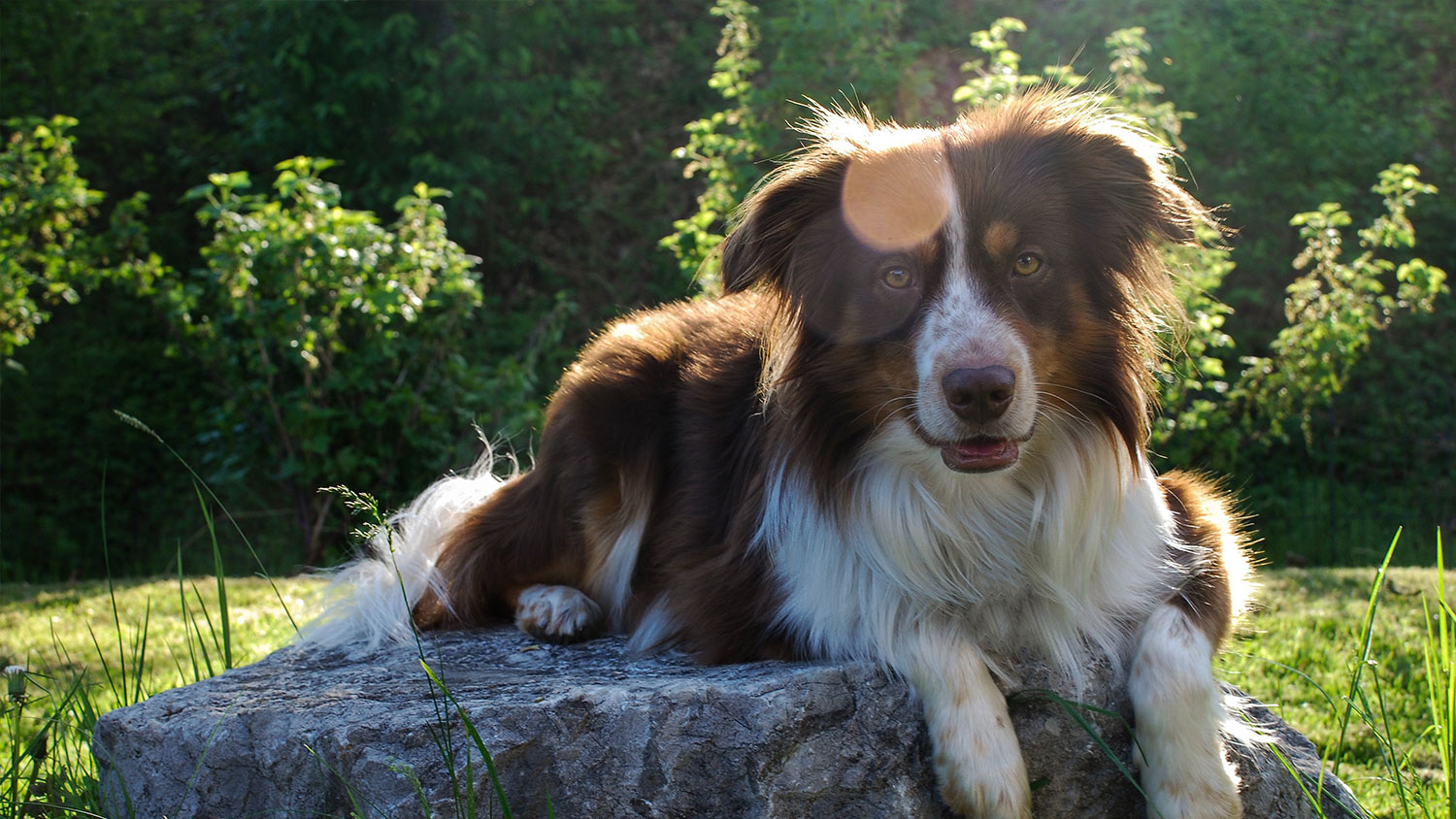 hund, sol, heteslag