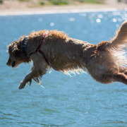 sommer, hund, illustrasjonsbilde sommertips