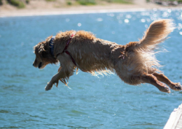 sommer, hund, illustrasjonsbilde sommertips