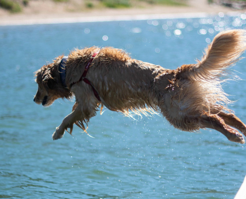 sommer, hund, illustrasjonsbilde sommertips