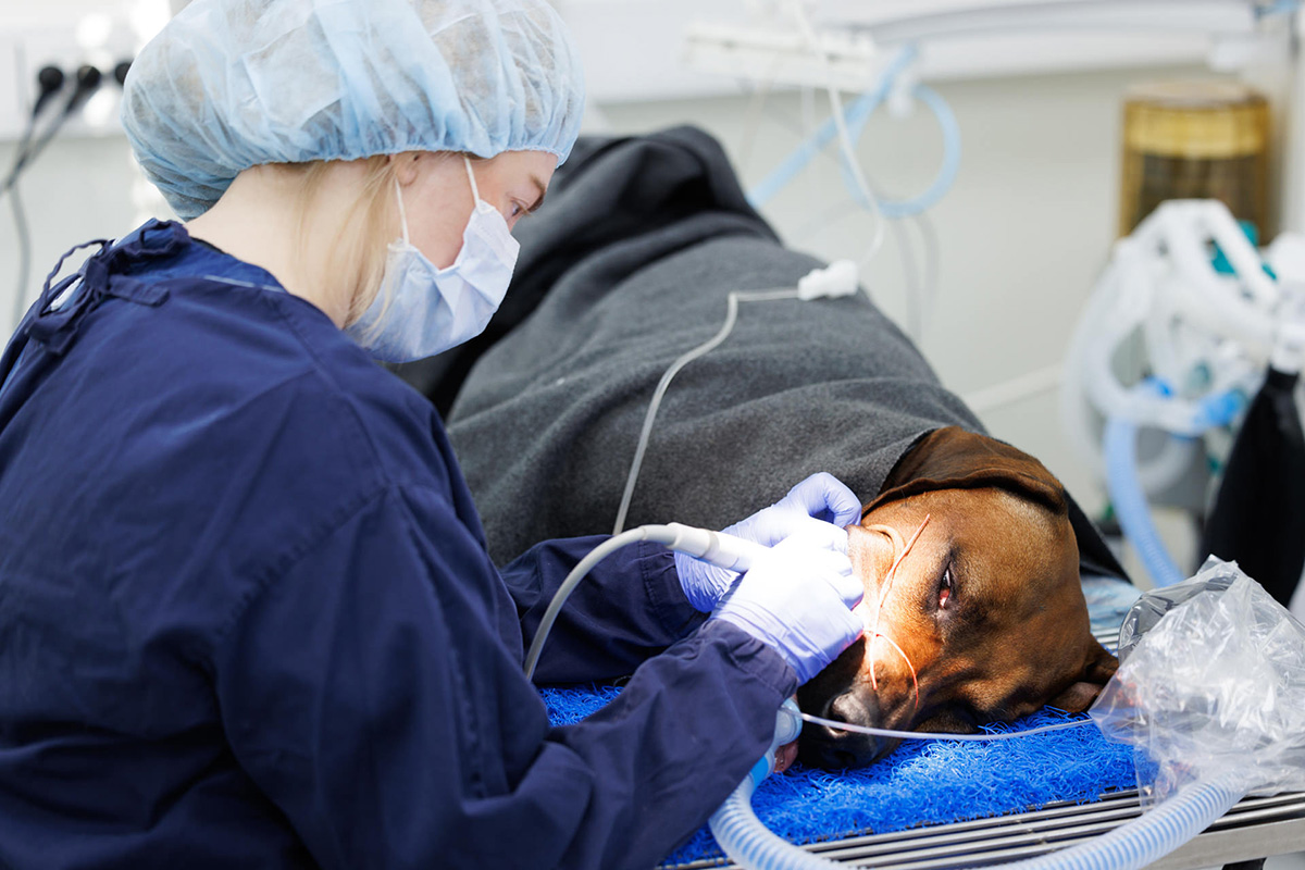 Periodontitt, tannrens, hund