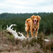 glad hund, sunn tannhelse, natur,