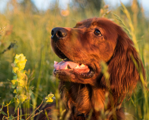 irsk setter, jakthund