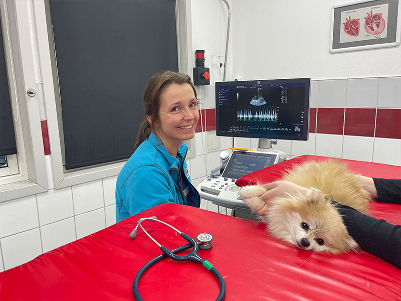 hjerteundersøkelse, hund, hjertescreener