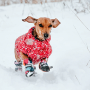 potesokker, poter, hund, snø