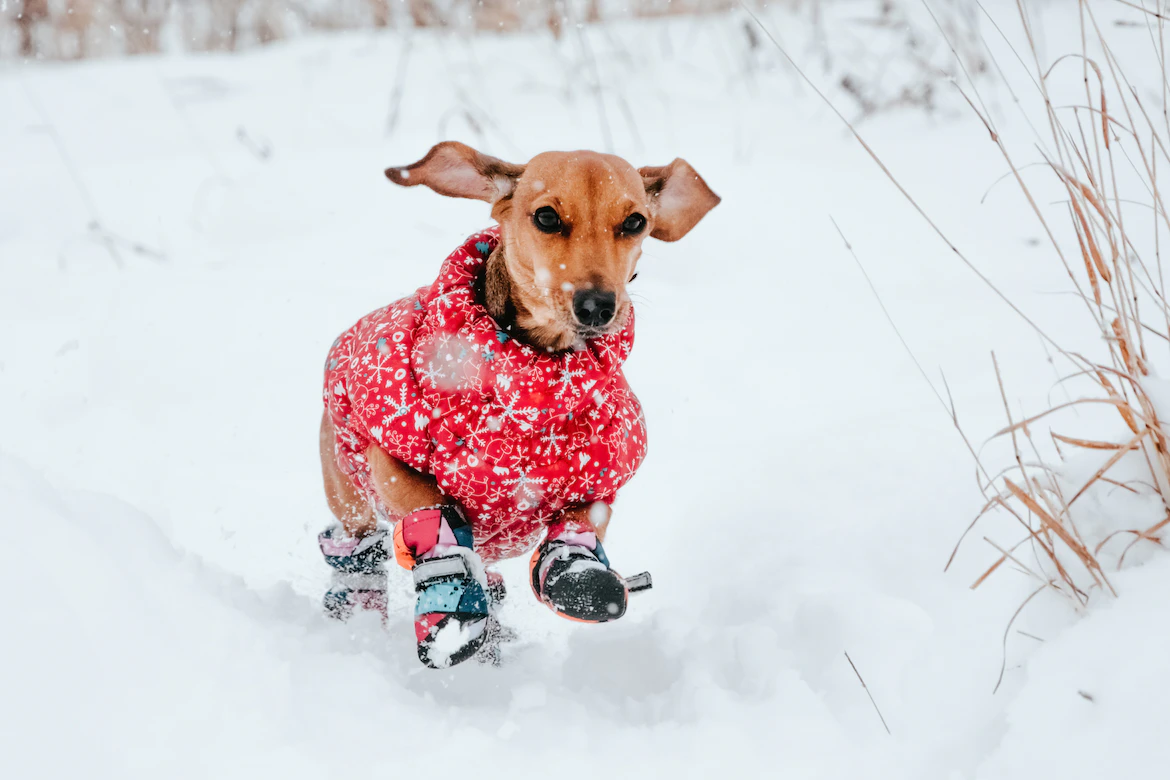 Hund i sno