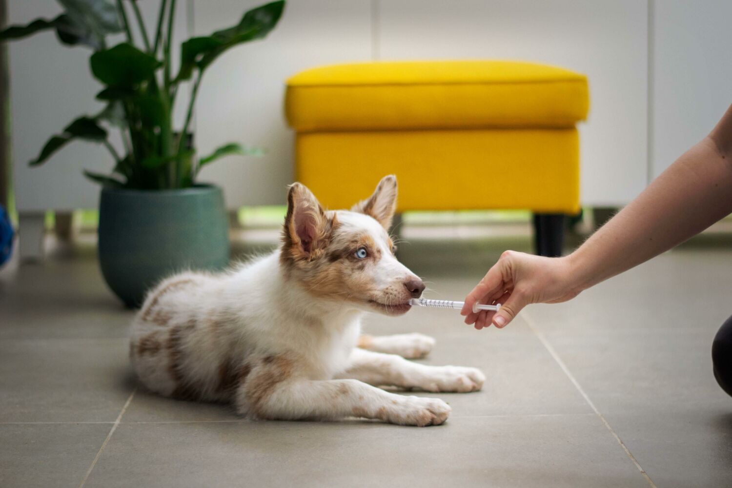 Resept til hund og katt