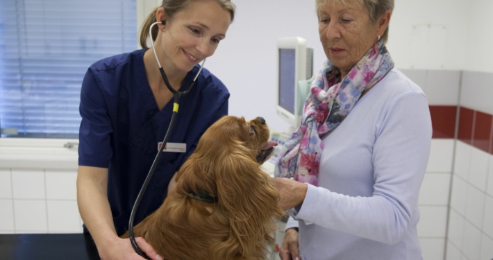 undersøkelse av hund