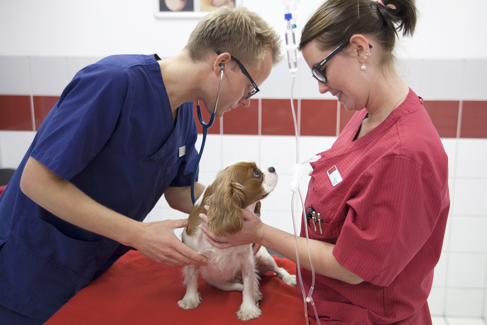 helsesjekk, hund, veterinær