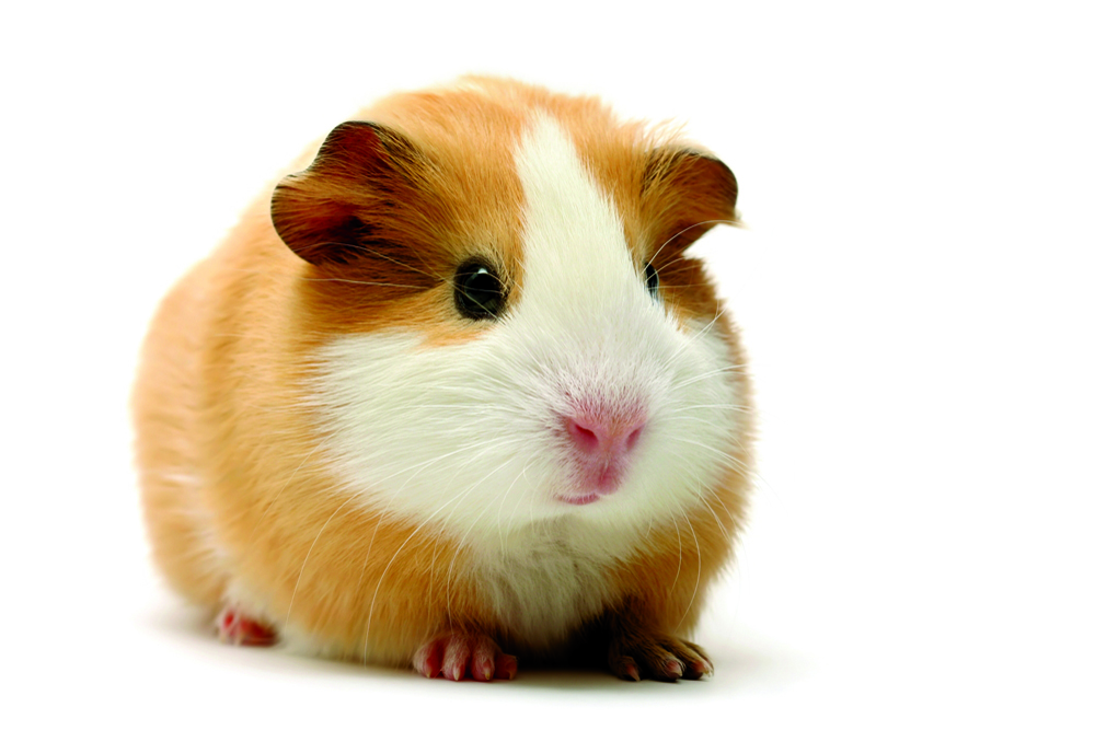 hamster