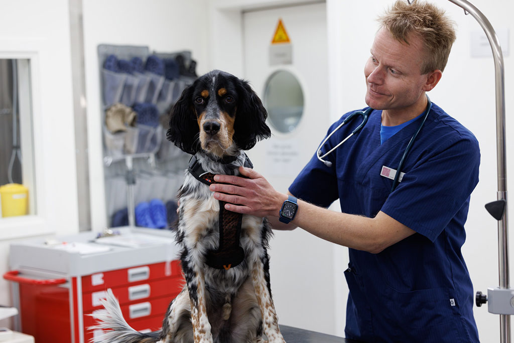 helsesjekk, hund, veterinær