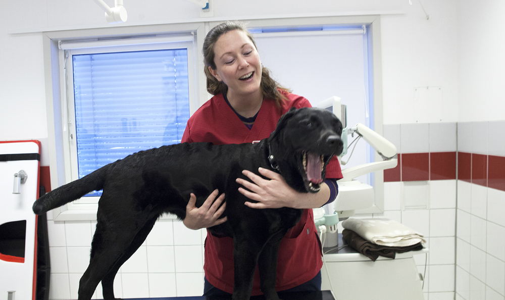 hund, veterinær