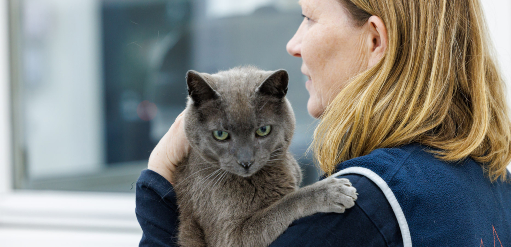 katt med veterinær