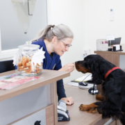 ID-merking av katt og hund 1 hund i resepsjonen