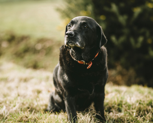 eldre hund, hund som sitter, natur