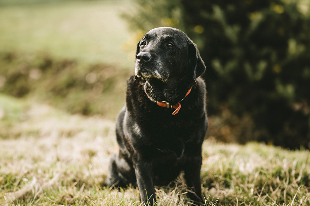 eldre hund, hund som sitter, natur