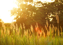sommer, sol, Sommeråpen dyreklinikk