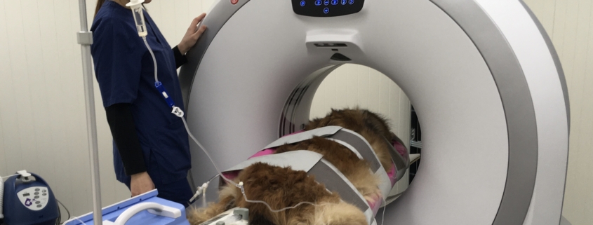 Informasjon til dyreeier som skal gjennomføre CT–scanning 1 CT–scanning