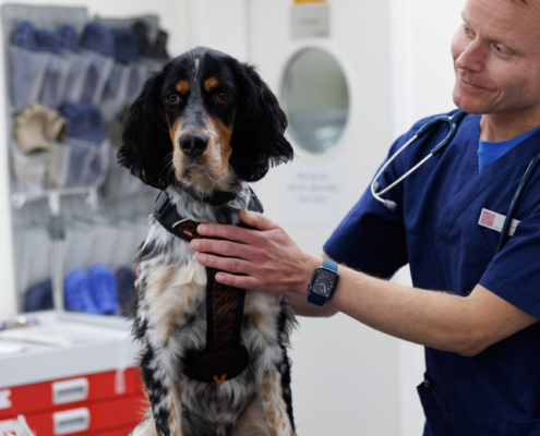 hund, sjekk av øre, veterinær