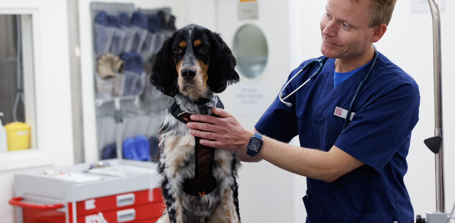 hund, sjekk av øre, veterinær