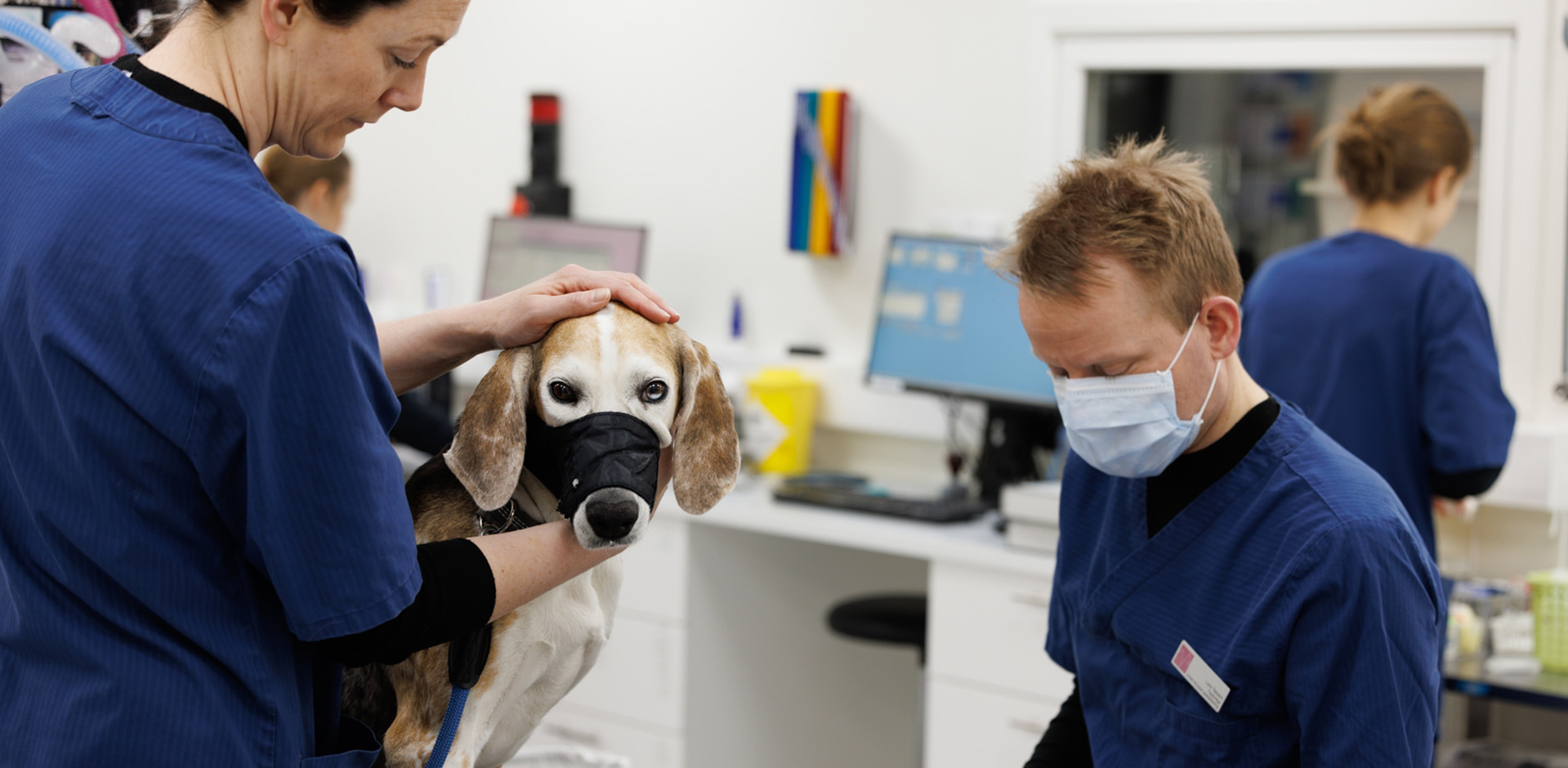 bulldog, sjekk av nese, veterinær