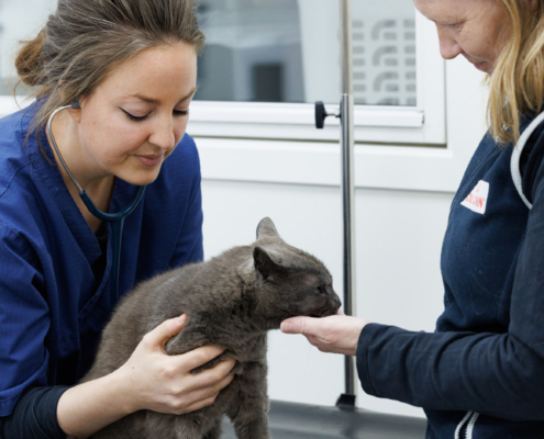 katt, veterinær, undersøkelse