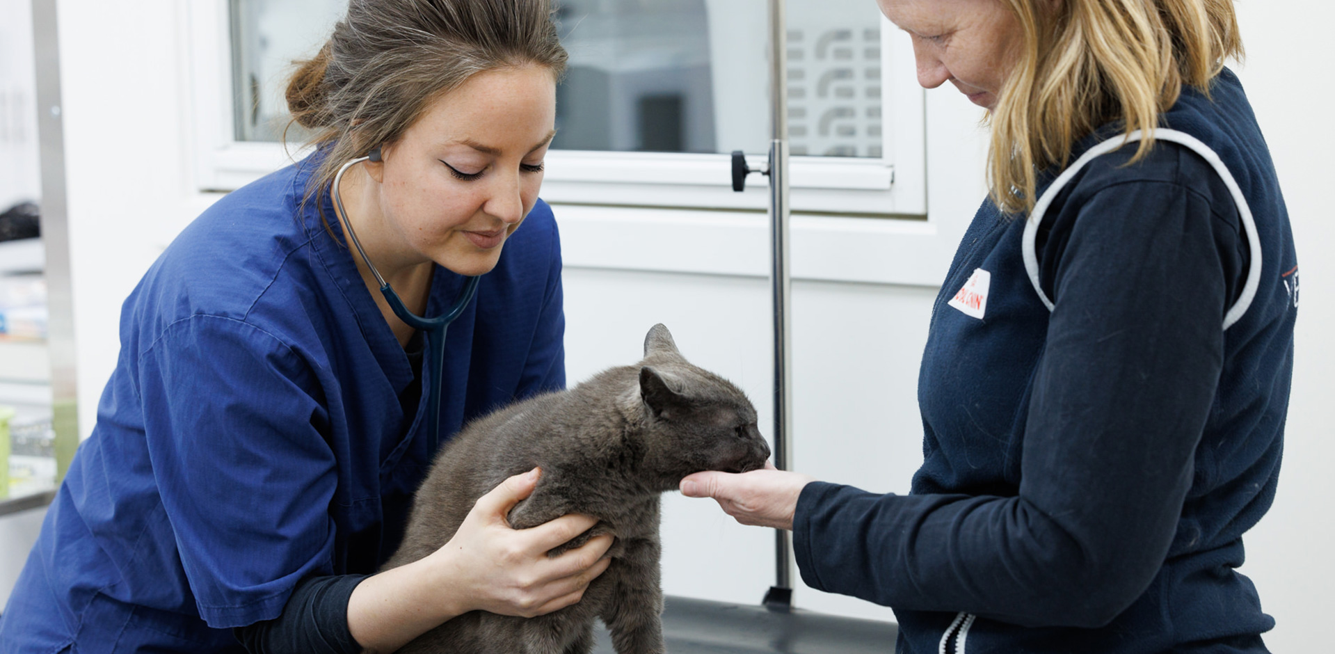 katt, veterinær, undersøkelse