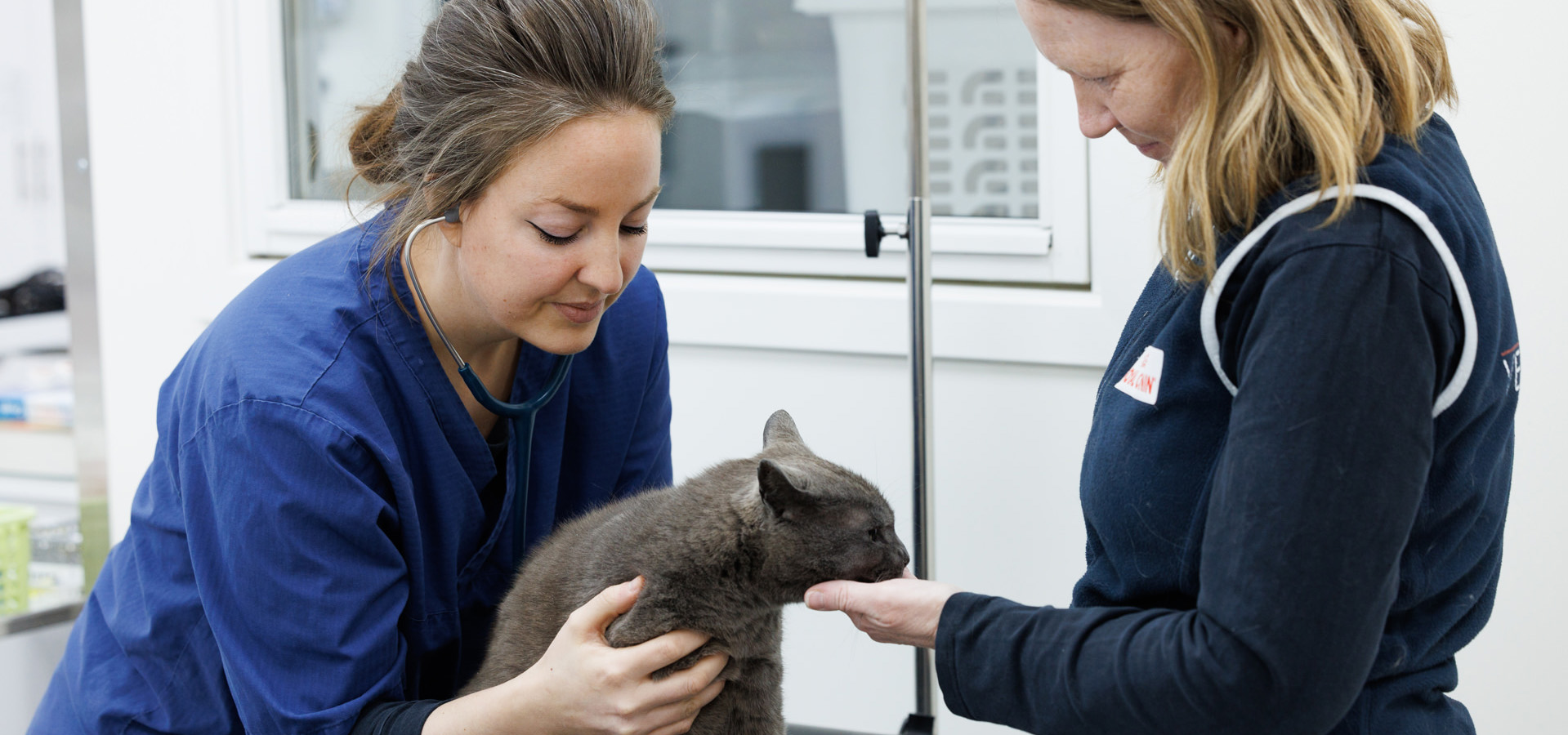 katt, id-merking, veterinær