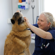 tannkontroll, hund, Periodontitt
