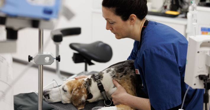 hund, veterinær, narkose, sykdom,