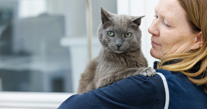 katt, veterinær